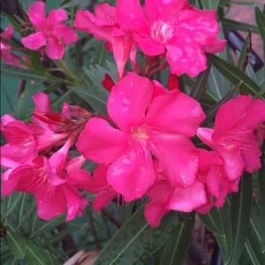 Meet your Posher, Amelia